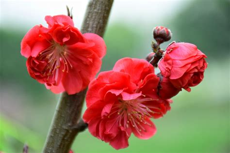 紅梅花樹
